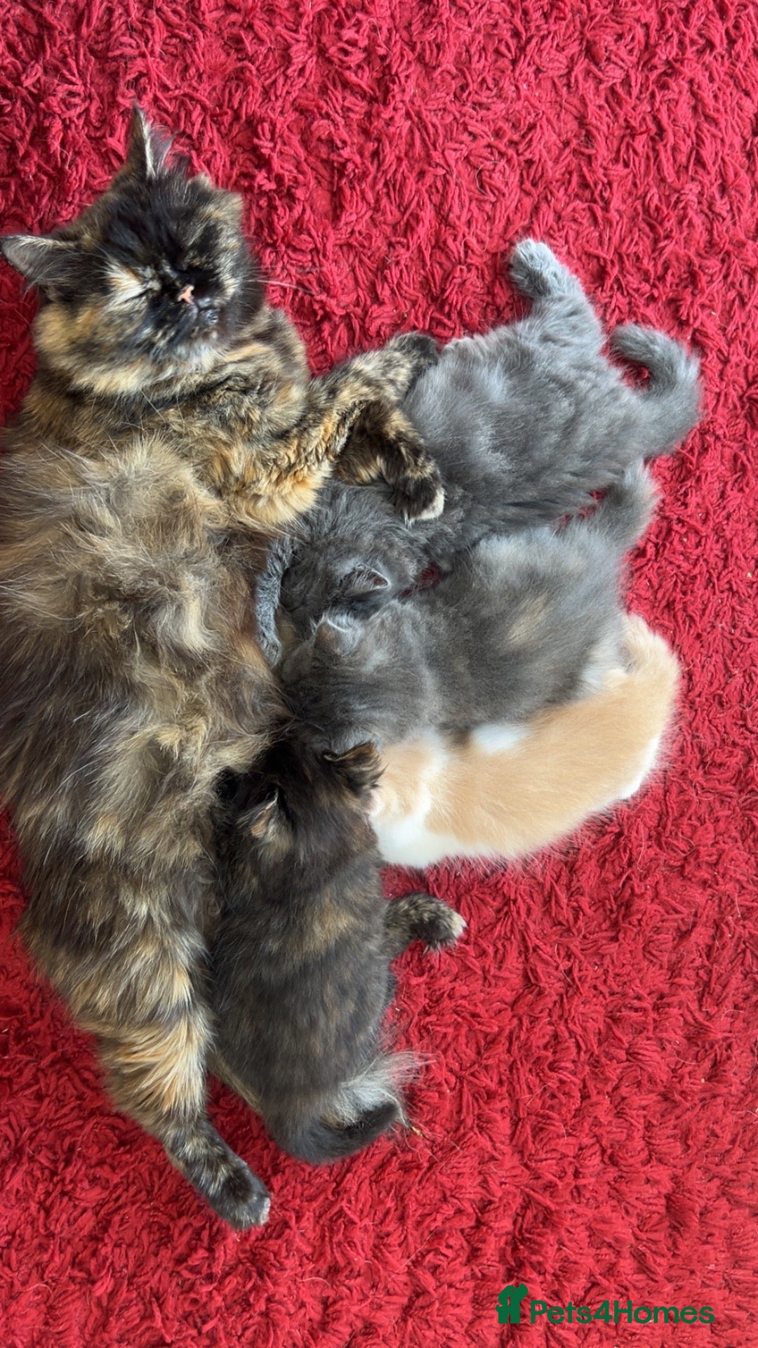 Mixed Breed cats £400 tortoise shell mix persian kittens - Advert 1