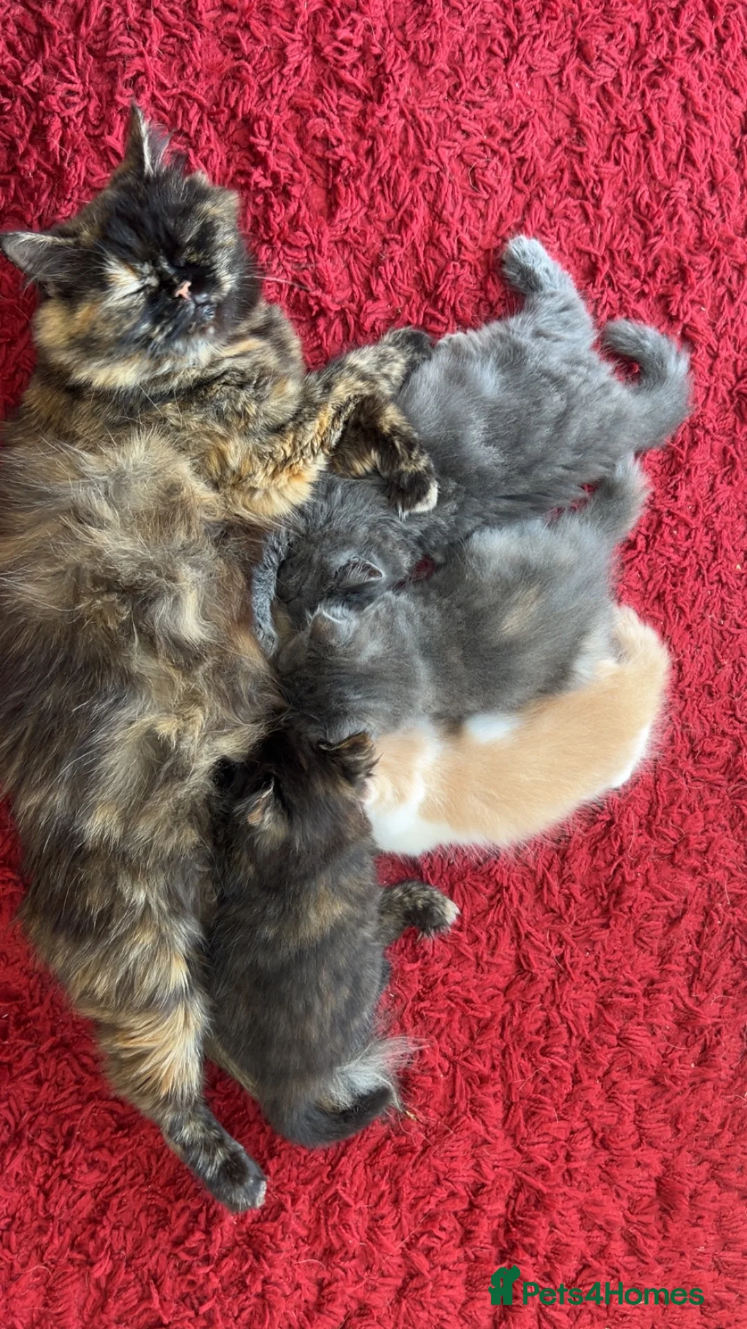 Mixed Breed cats for sale: £400 tortoise shell mix persian kittens - Advert 1