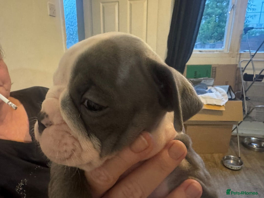 Olde English Bulldogge dogs for sale: English bulldogs  - Image 29