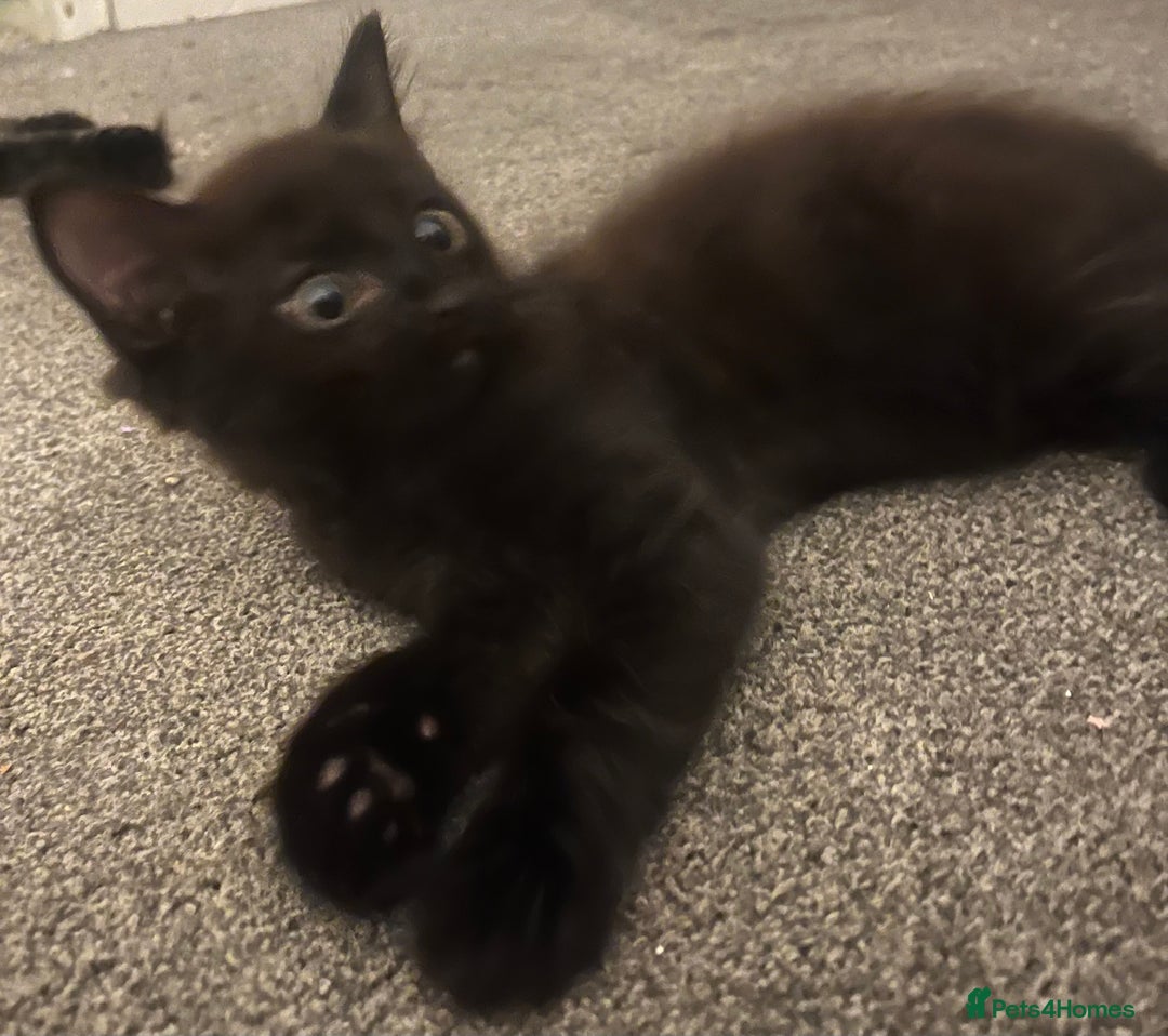 Ragdoll cats for sale: 3 ragdoll boys - Image 12