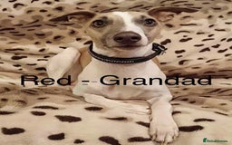 Whippet dogs for sale: Beautiful Whippet Puppy for sale! - Image 8