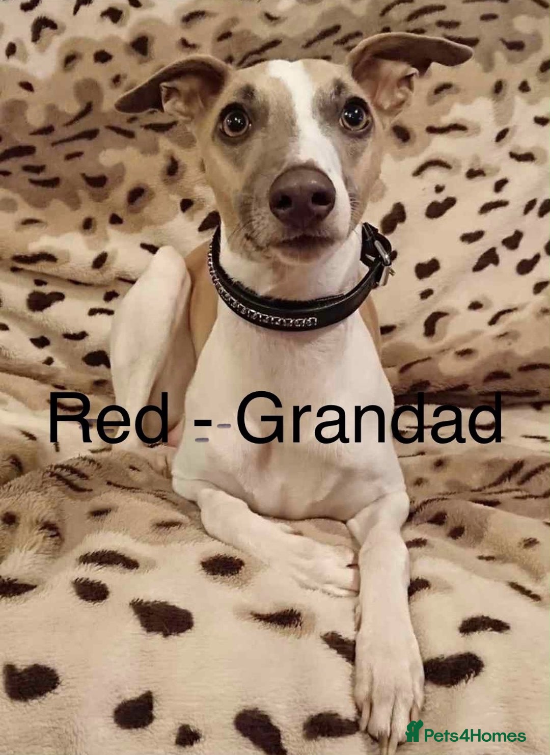 Whippet dogs for sale: Beautiful Whippet Puppy for sale! - Image 8
