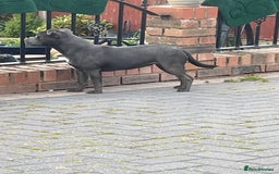 Staffordshire Bull Terrier dogs for sale: Staffordshire bull terrier female  - Image 4