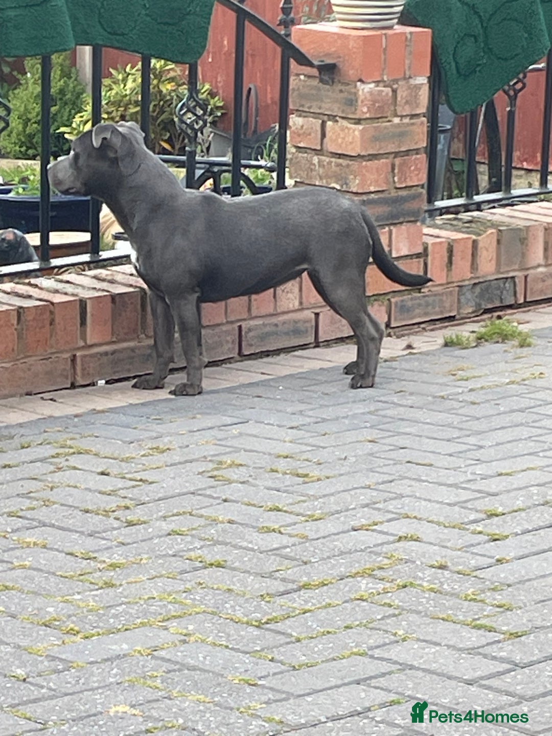 Staffordshire Bull Terrier dogs for sale: Staffordshire bull terrier female  - Image 4