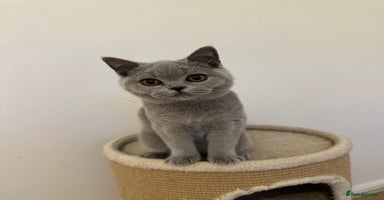 British Shorthair cats in Cheltenham - Advert 5