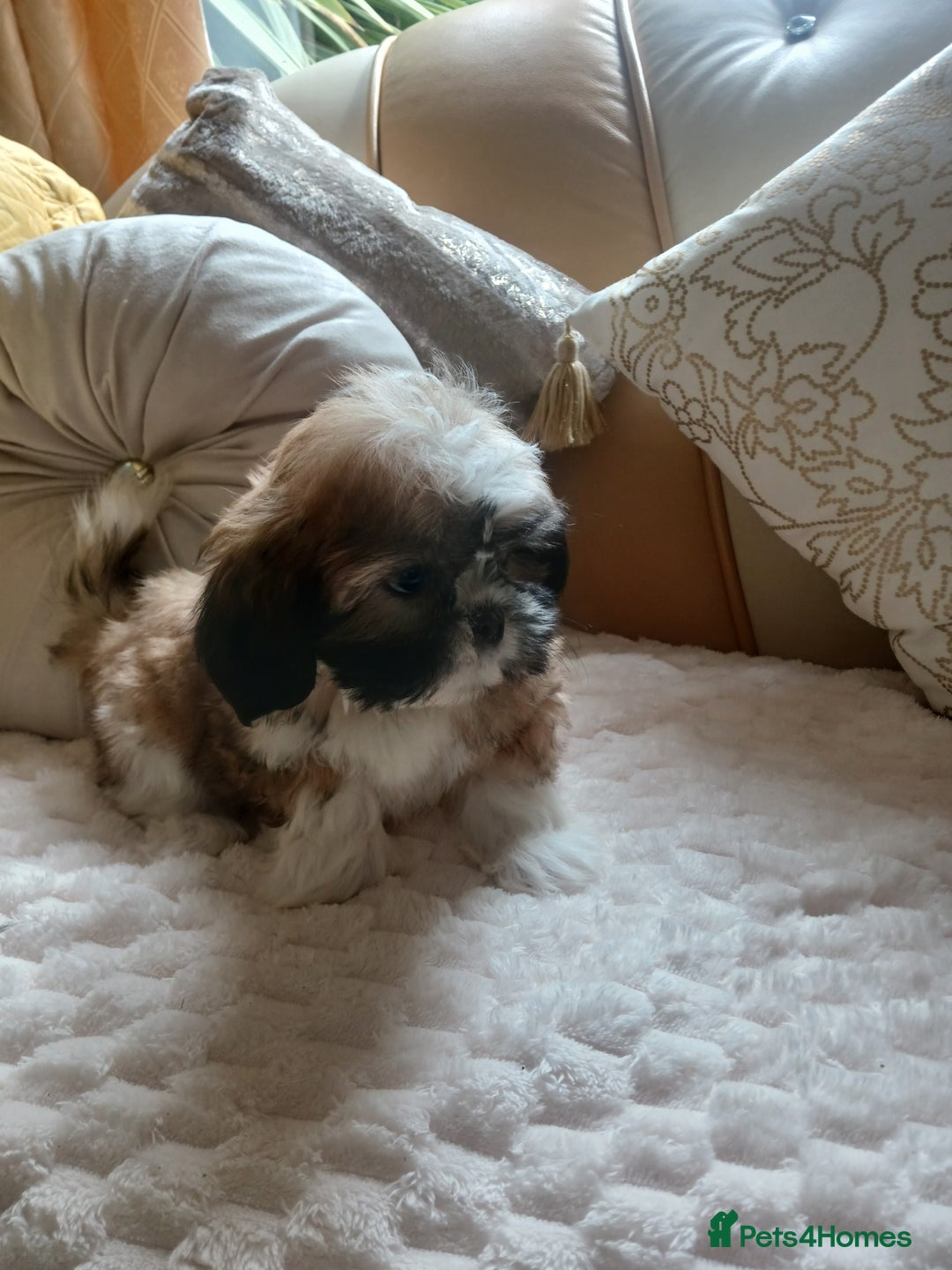 Shih Tzu dogs for sale: Shih tzu puppies boys and girls  - Image 4