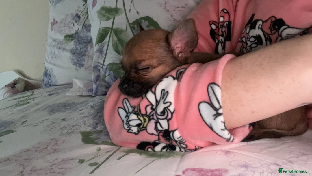 Chihuahua dogs for sale: Chihuahua girl - Advert 2