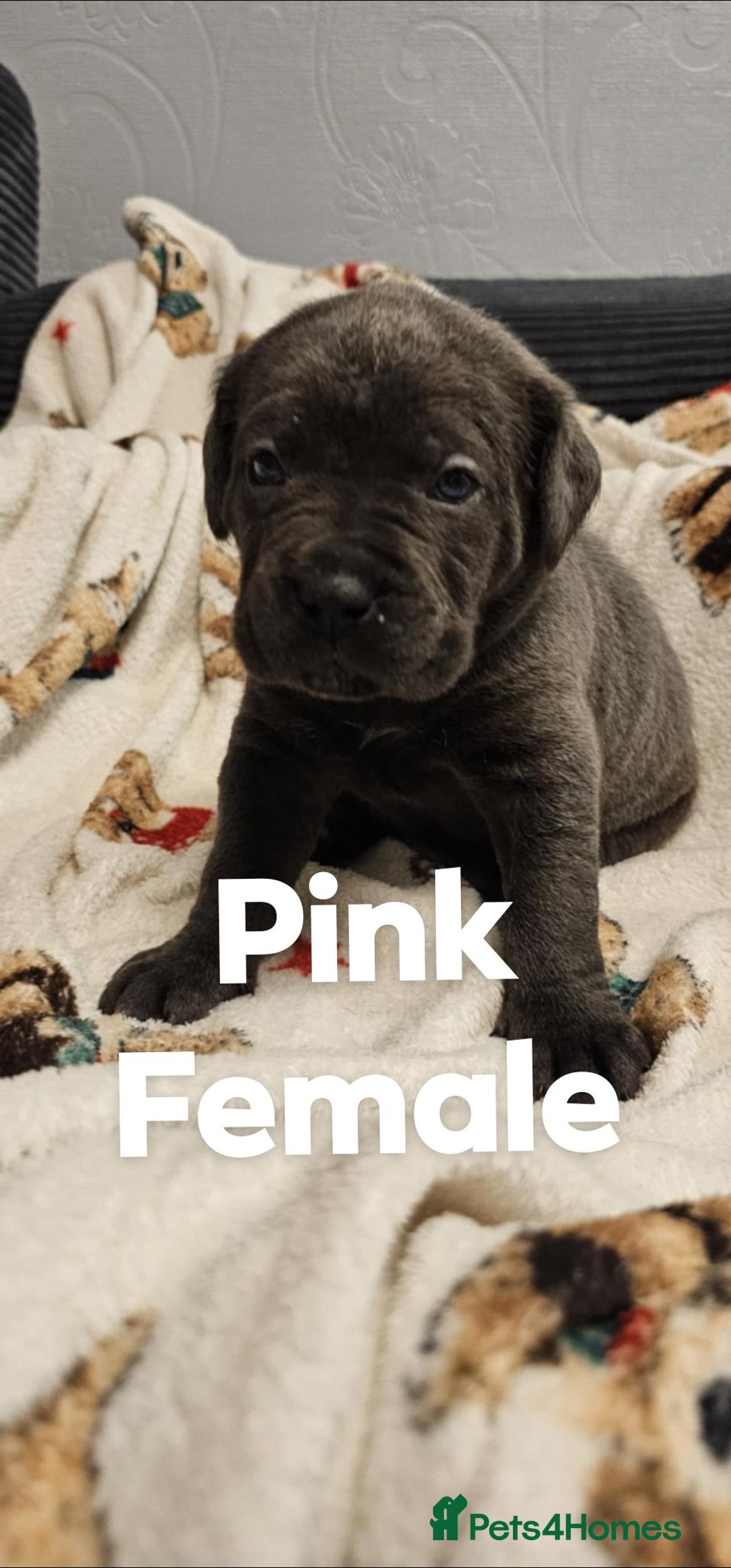 Cane Corso dogs for sale: Purebred Cane Corso Puppies – Ready to Reserve - Advert 3