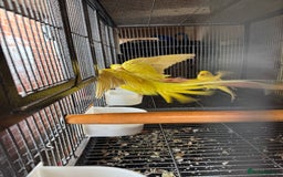 Ringnecks birds for sale: Pair ringneck - Advert 1