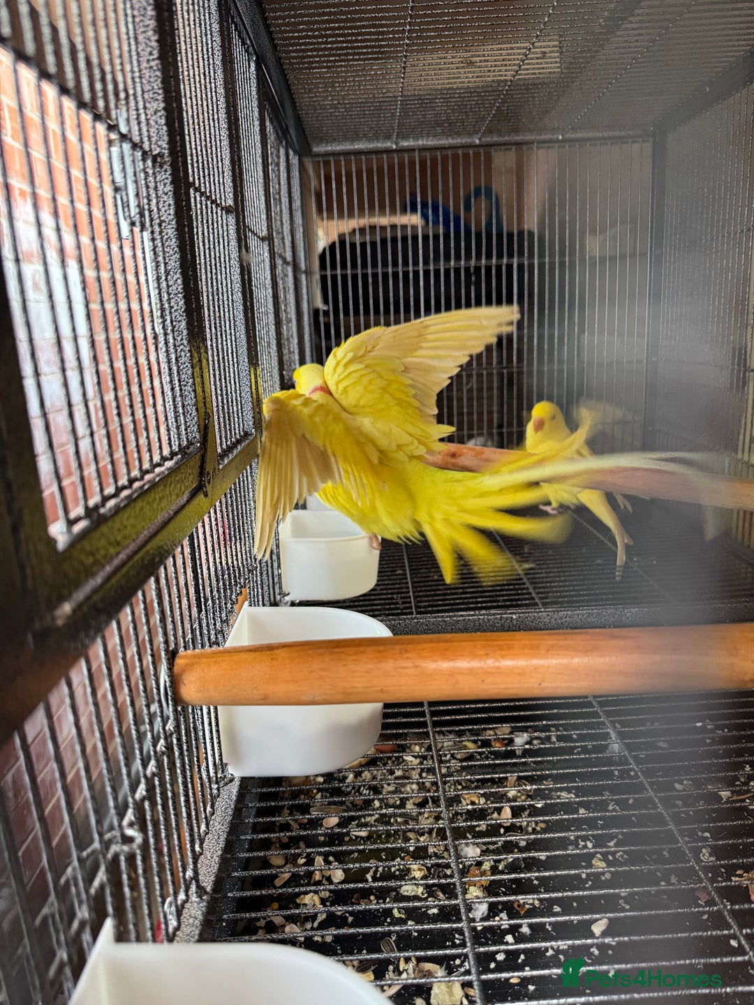 Ringnecks birds for sale: Pair ringneck - Advert 1