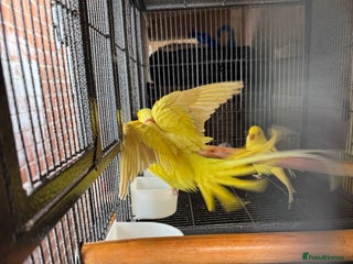 Ringnecks birds Pair ringneck - Advert 2