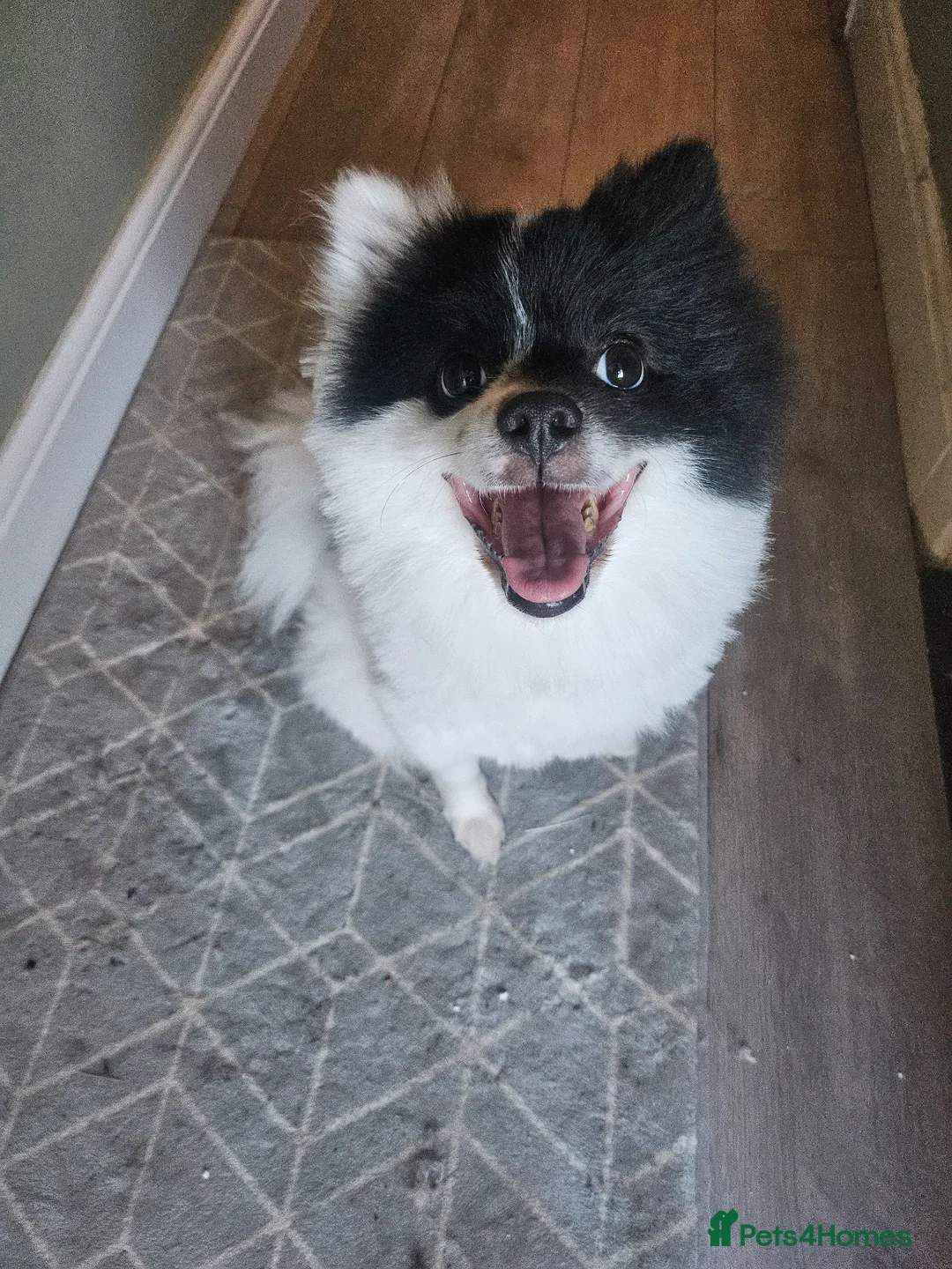 Pomeranian dogs for sale: Ghost - Pomeranian in Halifax - Advert 4
