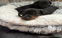Miniature Dachshund dogs for sale: Miniature dachshund puppies 🐾 - Advert 16