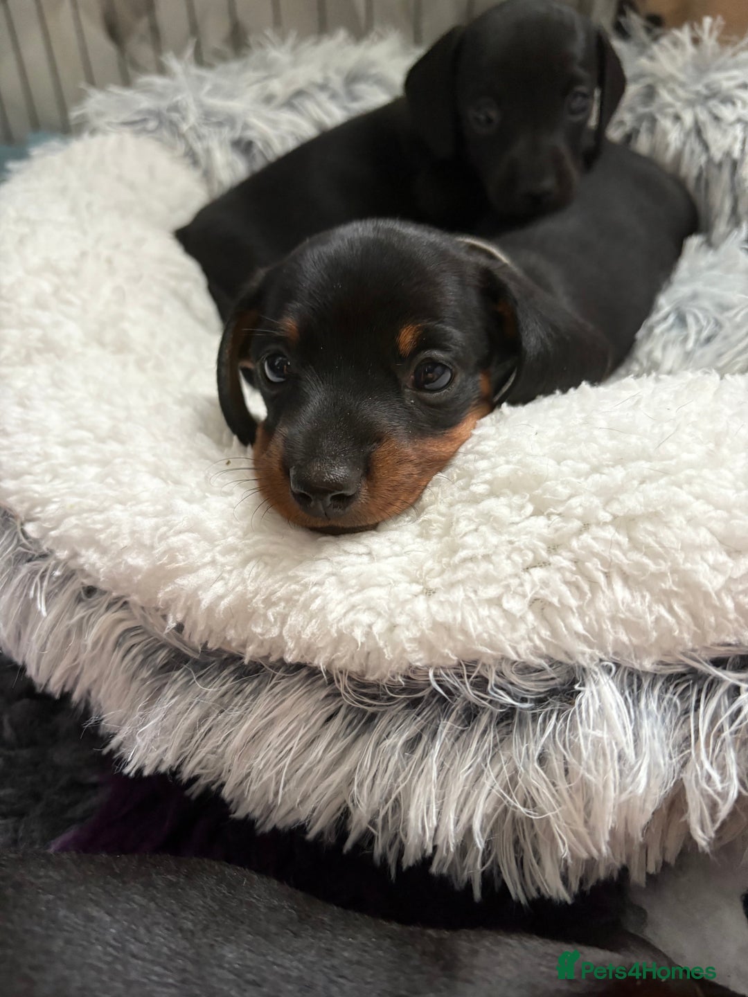 Miniature Dachshund dogs for sale: Miniature dachshund puppies 🐾 - Advert 16