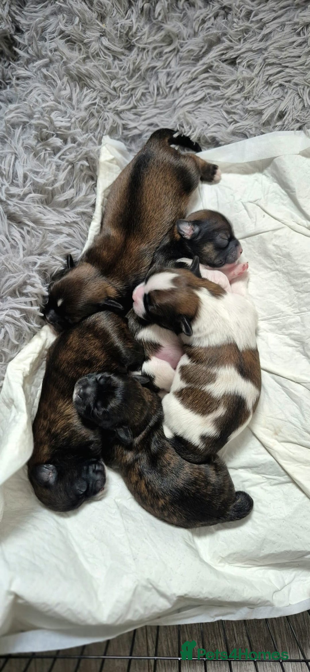 Lhasa Apso dogs for sale: Adorable Lhasa Apso Puppies  - Image 1