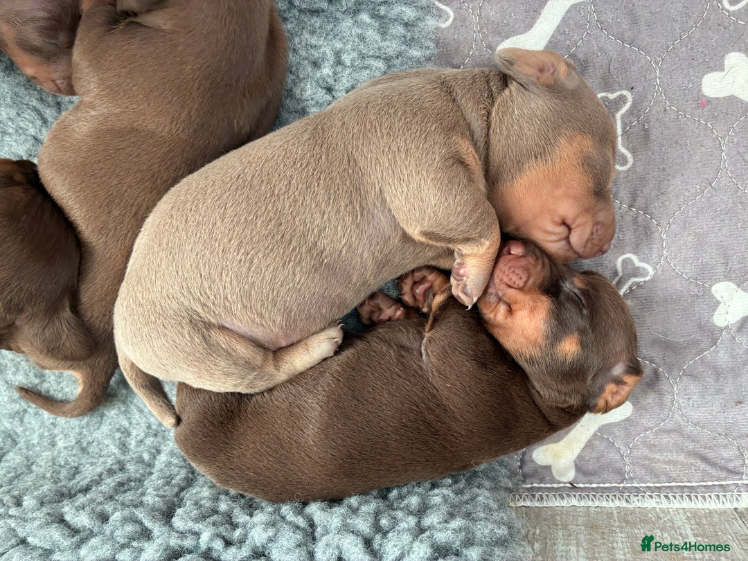 Miniature Dachshund dogs for stud: Mini dachshund STUD - Advert 5