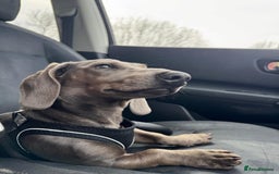 Miniature Dachshund dogs for sale: Miniature dachshund for sale - Image 6