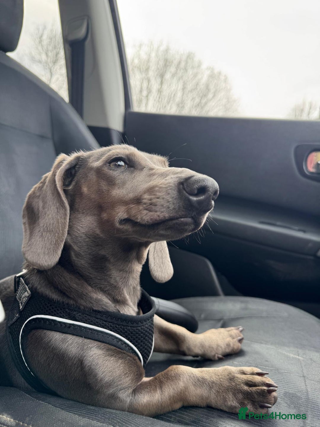 Miniature Dachshund dogs for sale: Miniature dachshund for sale - Image 6