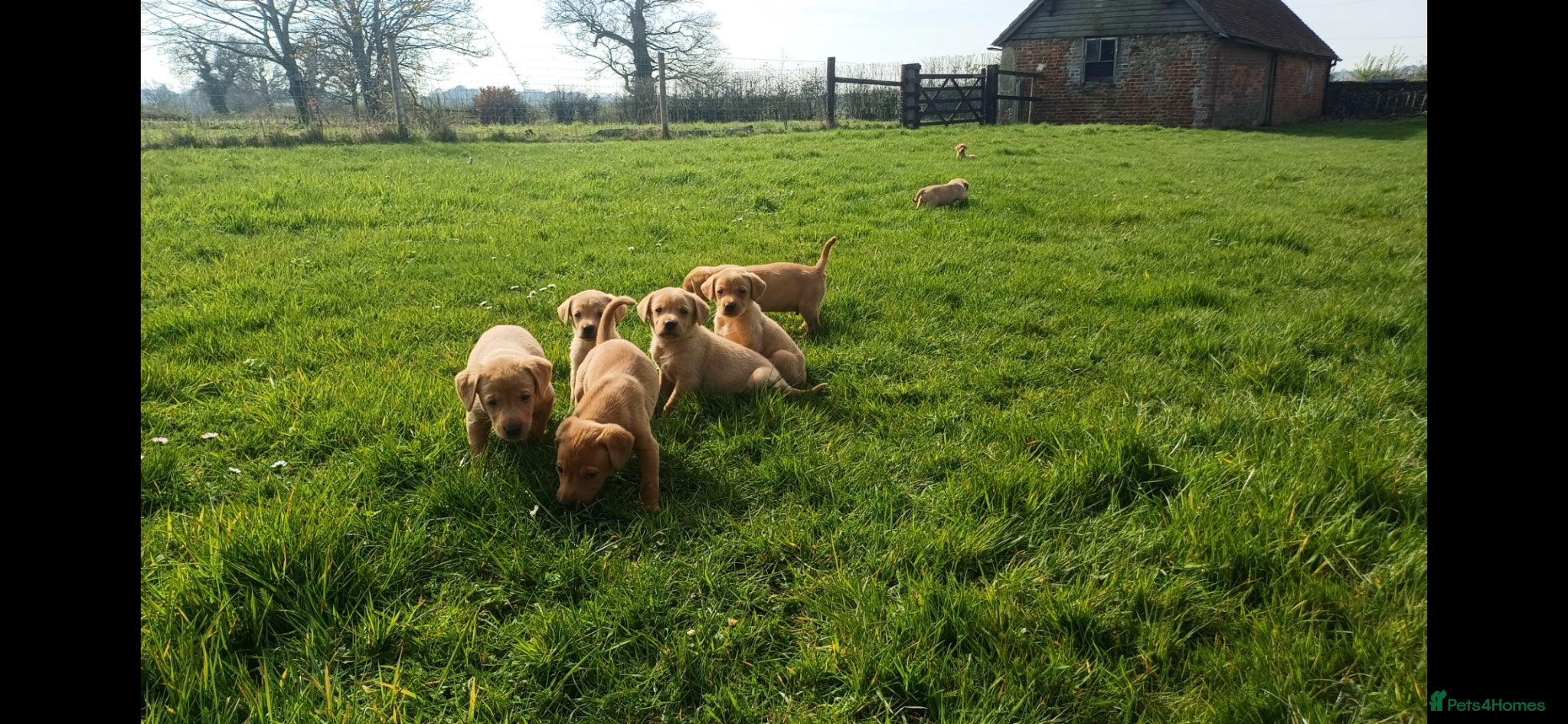 Labrador Retriever dogs Fox Red Labrador Puppies - Advert 1