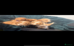 Cocker Spaniel dogs for sale: Cocker spaniel puppys - Image 2