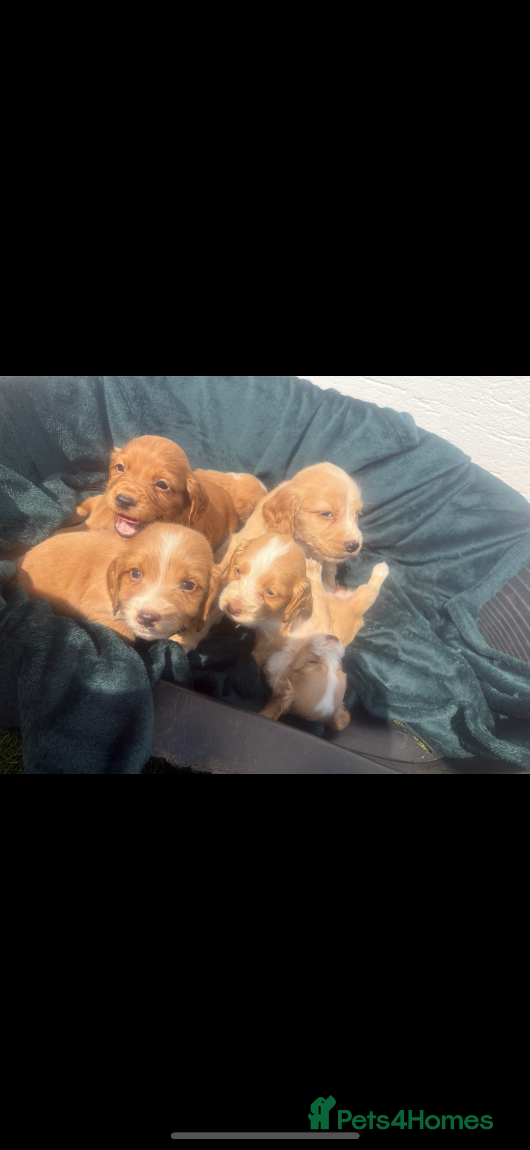 Cocker Spaniel dogs for sale: Cocker spaniel puppys - Image 2