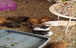 Guinea Pig rodents for sale: guinea pigs for sale - Image 4