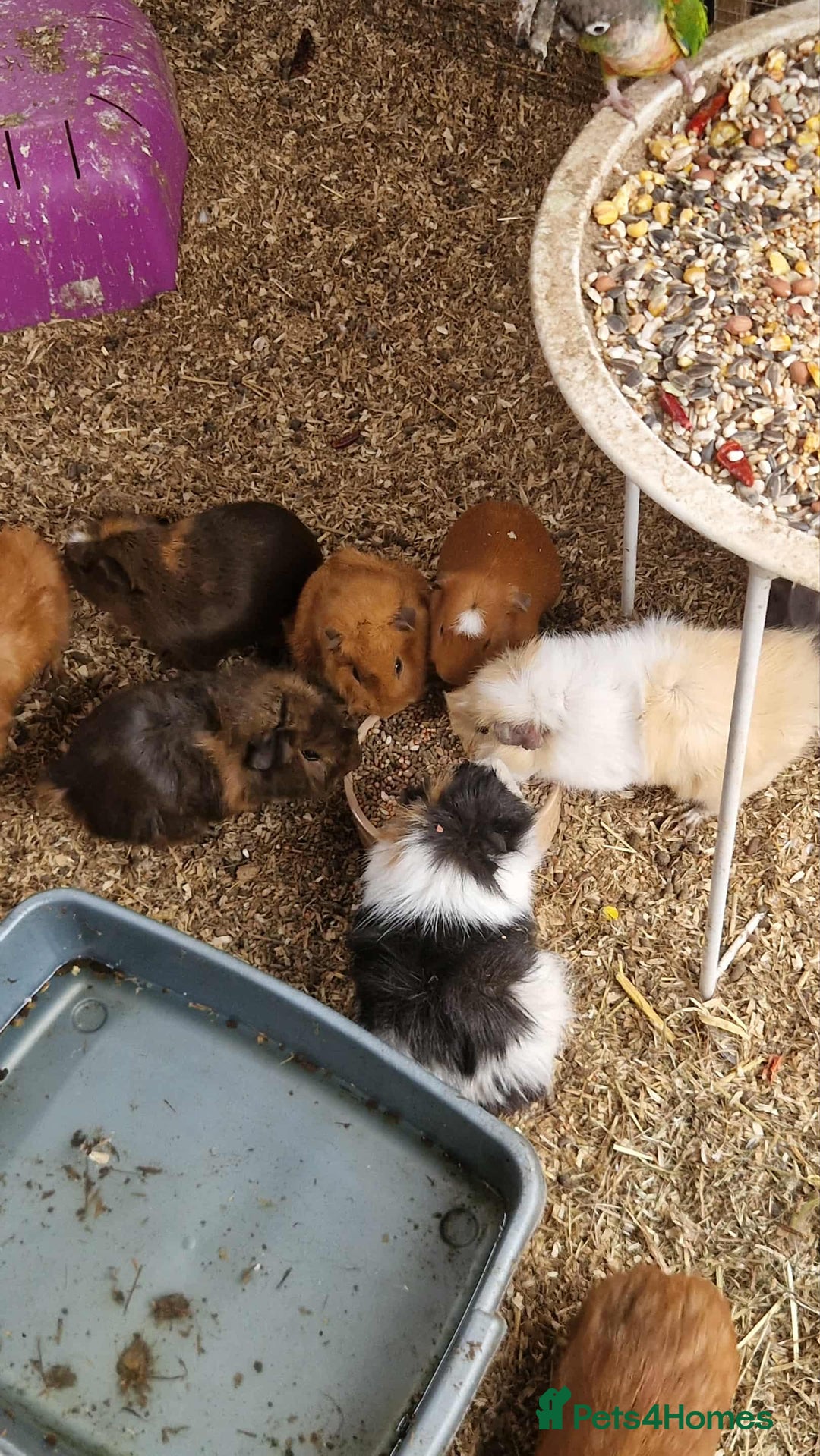 Guinea Pig rodents for sale: guinea pigs for sale - Image 4