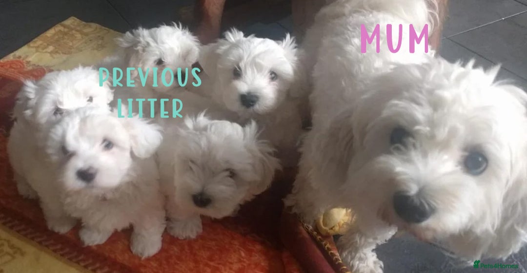Maltipoo dogs for sale: HEALTH TESTED QUALITY F1 TOY MALTIPOO PUPPIES🩷  - Image 5