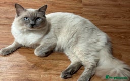 Ragdoll cats for sale: BLUE POINT RAGDOLL KITTENS - Image 18