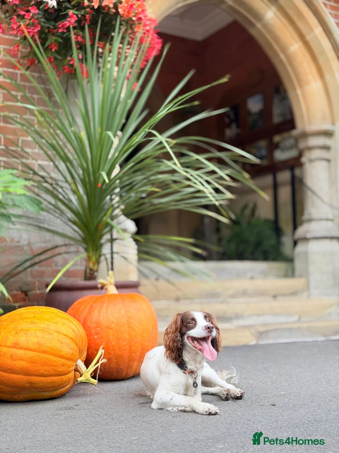 English Springer Spaniel dogs for stud: Jerry - KC Registered English Springer Spaniel  - Advert 9