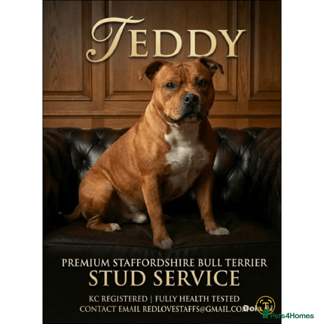 Staffordshire Bull Terrier dogs for stud: 🥨 Teddy 🧸 🥨 kc Red stud. - Advert 1