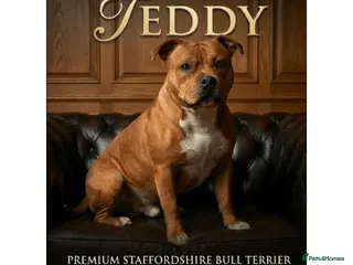 Staffordshire Bull Terrier dogs 🥨 Teddy 🧸 🥨 kc Red stud. - Advert 1