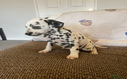 Dalmatian dogs for sale: Gorgeous Dalmatian Puppies - Image 4