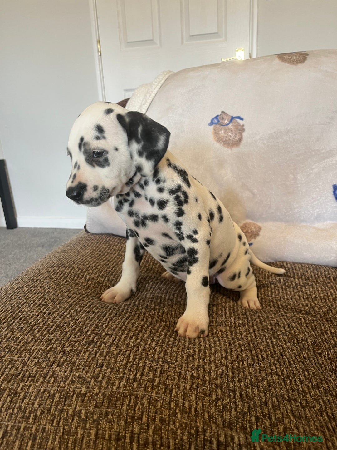 Dalmatian dogs for sale: Gorgeous Dalmatian Puppies - Image 4