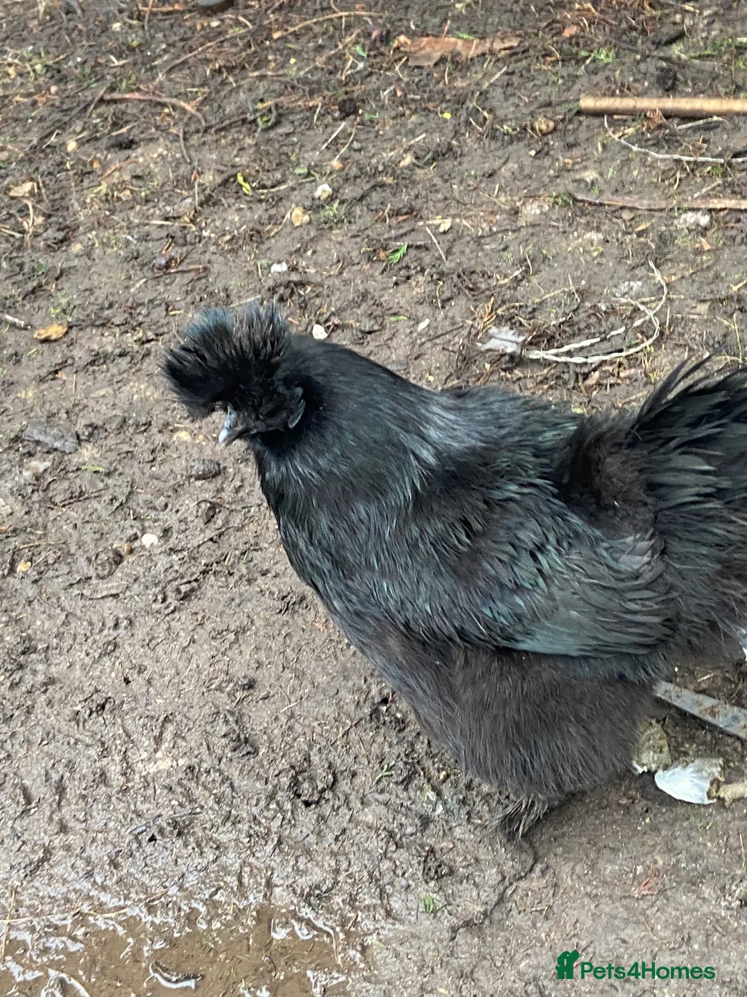 Chickens poultry for sale: 5 female silkies and 2 polish  - Advert 5
