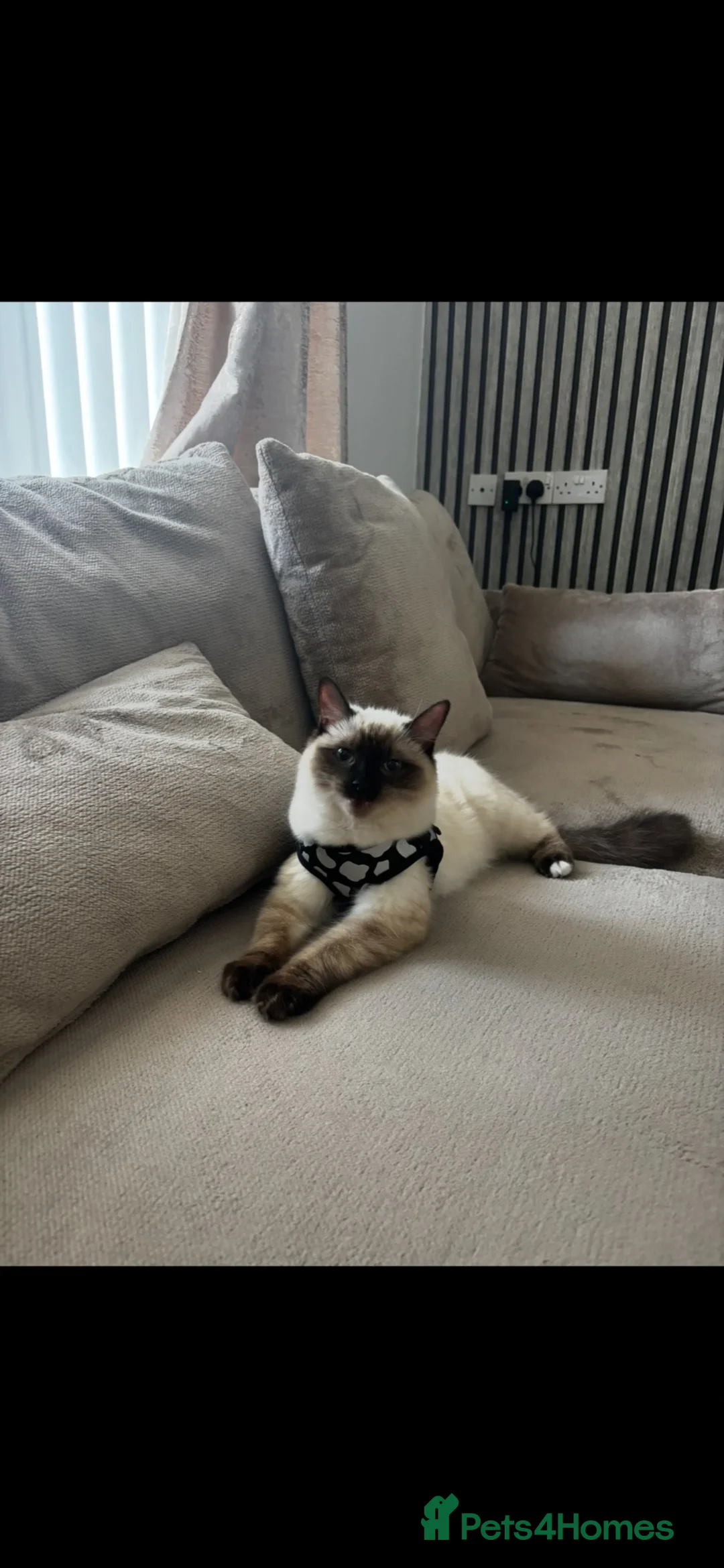 Ragdoll cats for sale: Female ragdoll  - Advert 2