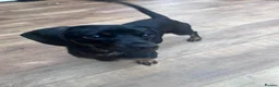Mixed Breed dogs for sale: 1 year old dachshund cross pug for sale  - Advert 3