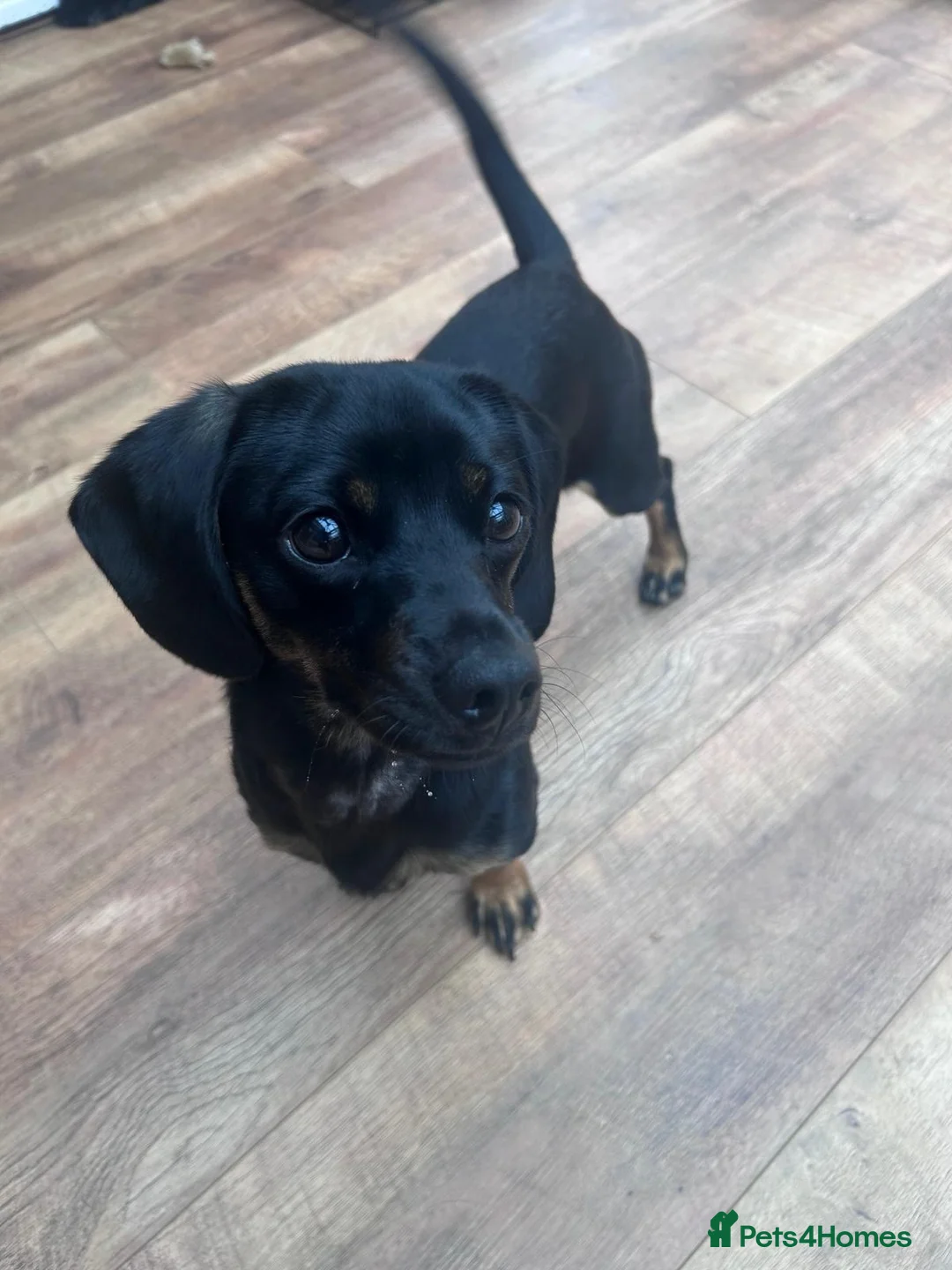 Mixed Breed dogs for sale: 1 year old dachshund cross pug for sale  - Advert 3