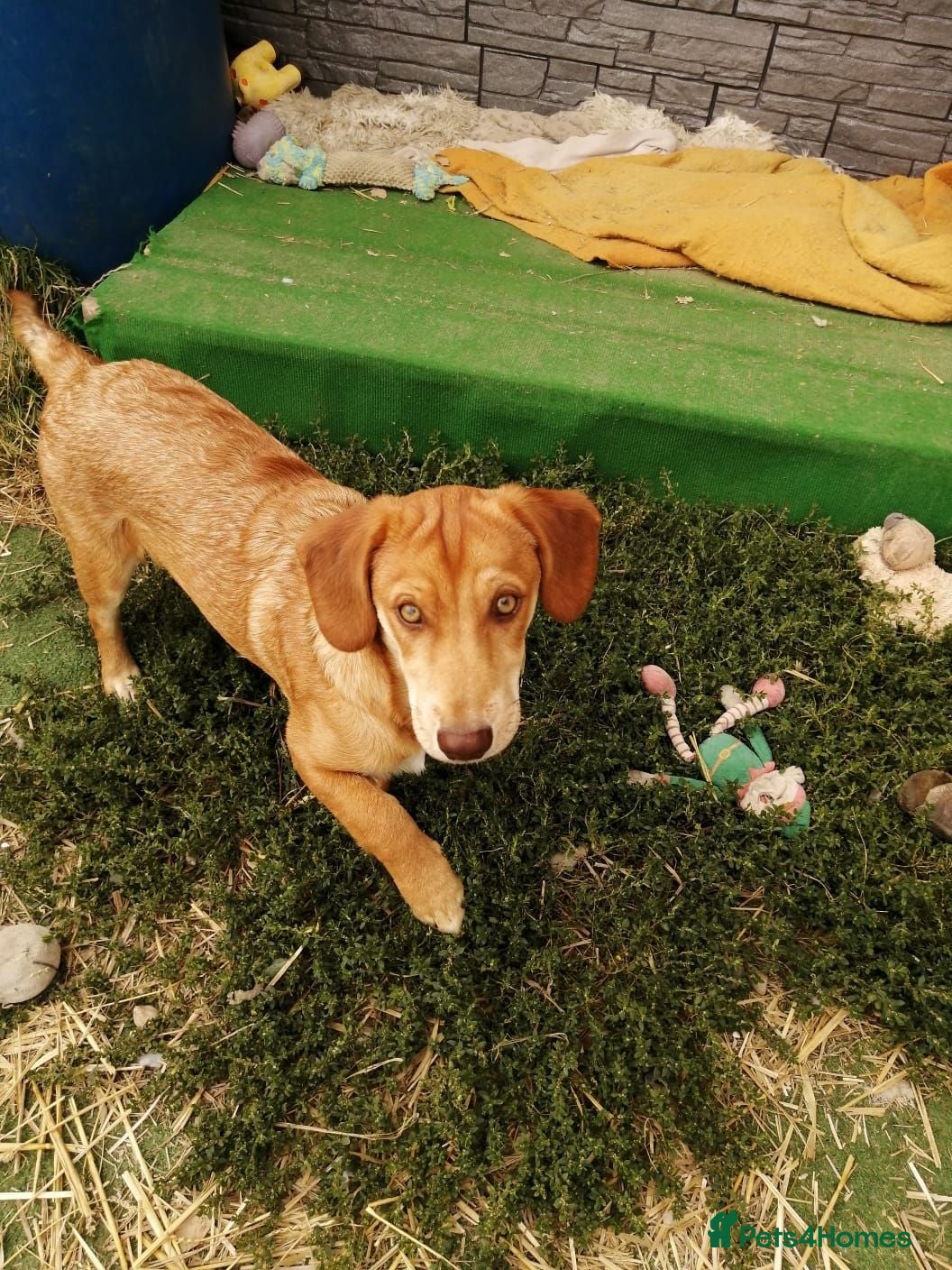 Mixed Breed dogs 💙PRINCE💙 7 mo old affectionate small puppy boy - Advert 1