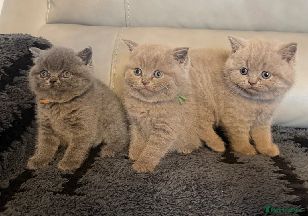 British Shorthair cats for sale: British blue shorthair kittens  - Advert 4