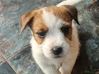 Jack Russell dogs *Last girl available* KC registrated Jack Russells - Advert 10
