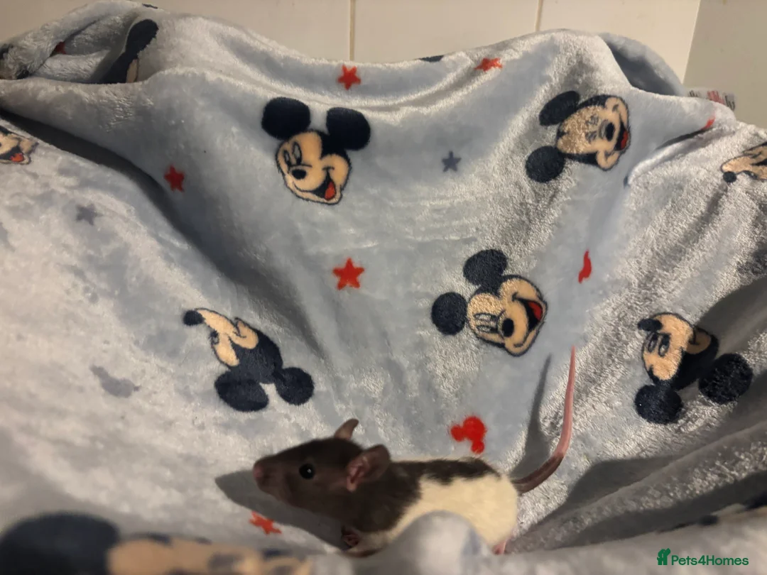 Rat rodents for sale: Gorgeous boys available now! - Advert 12