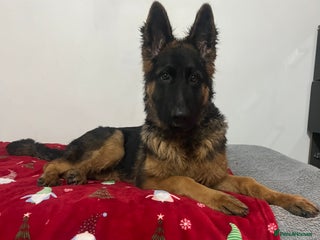 German Shepherd dogs Top Quality GSD puppies available - Advert 1