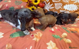 Dachshund dogs for sale: Dachshund puppies - Image 5