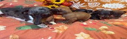 Dachshund dogs for sale: Dachshund puppies - Advert 5