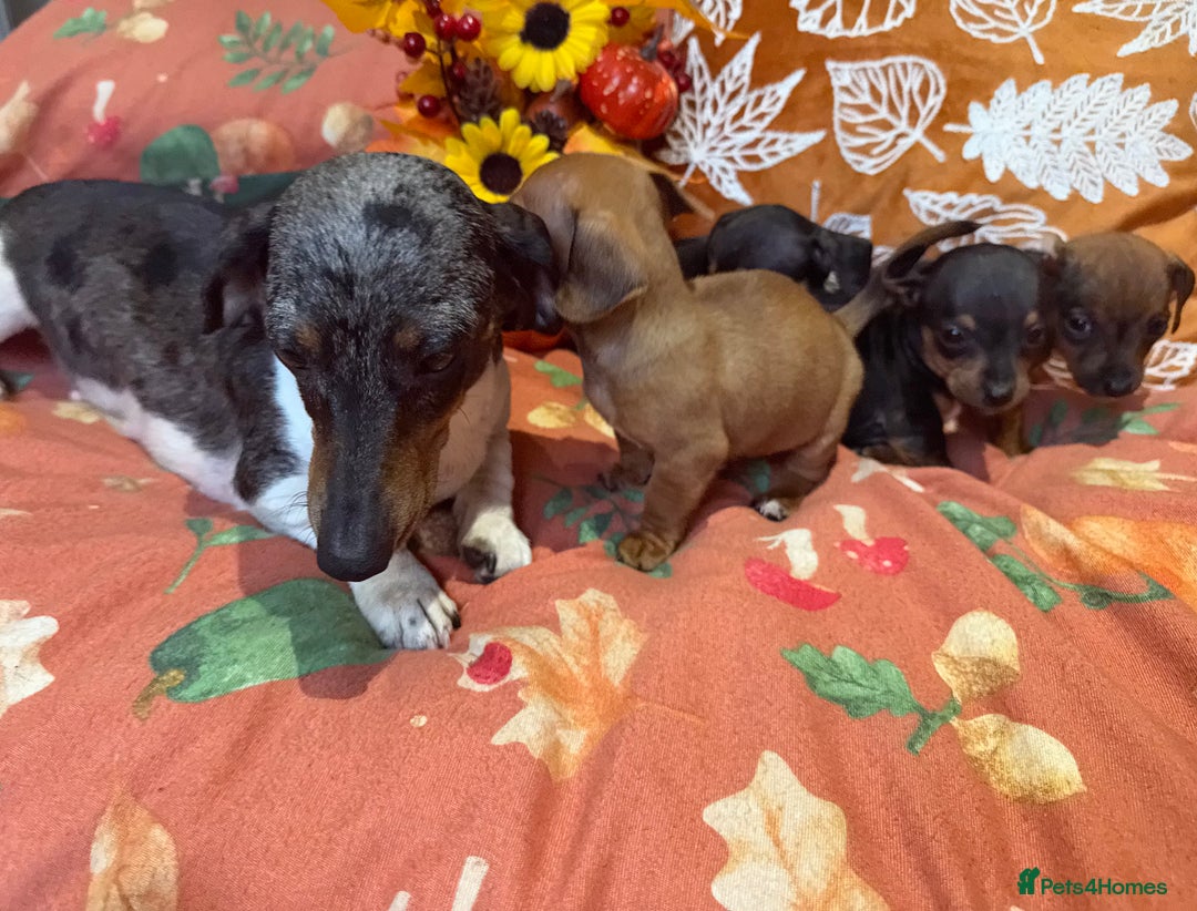 Dachshund dogs for sale: Dachshund puppies - Image 5