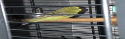 Budgerigars birds for sale: Beautiful male budgie  in Leicester - Advert 2