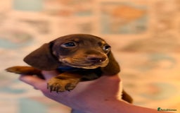Dachshund dogs for sale: Kc reg first vac chipped licensed bundles of love  - Image 27