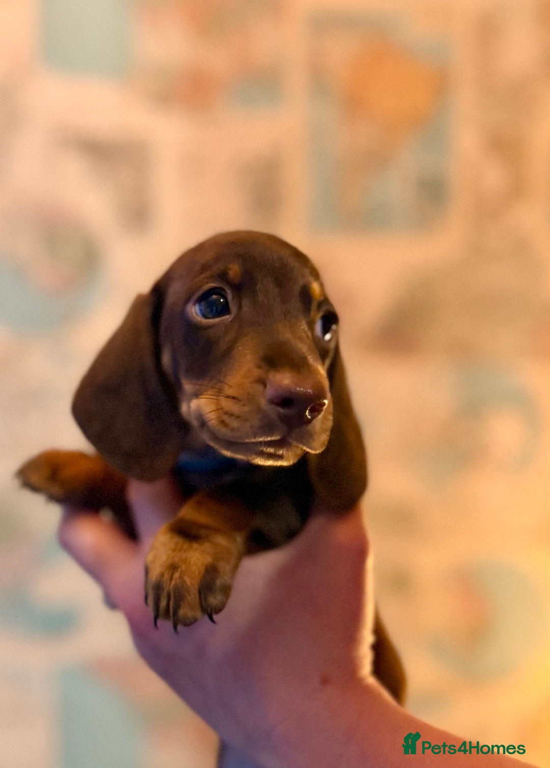 Dachshund dogs for sale: Kc reg first vac chipped licensed bundles of love  - Image 27