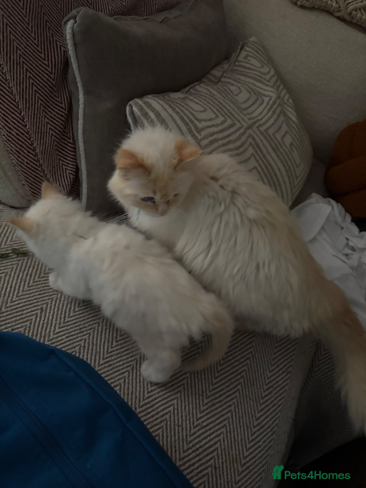 Ragdoll cats Male Flame point ragdoll ready to leave now  - Advert 16